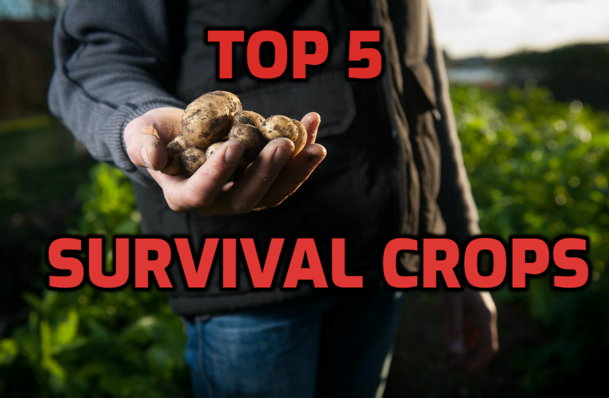 Top 5 Survival Crops to Grow During a Food Shortage – Sustainable Seasons